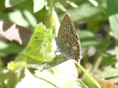Polyommatus escheri