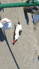 Cairina moschata domestica