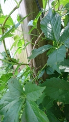 Parthenocissus quinquefolia