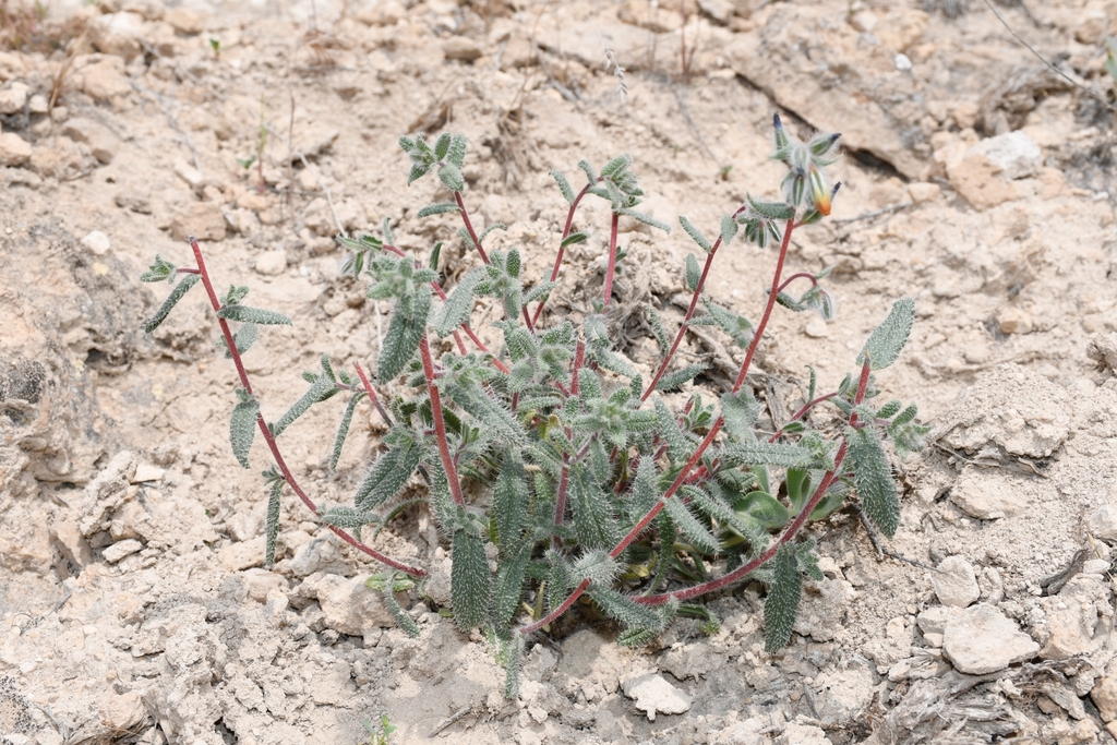 Onosma liwanowii