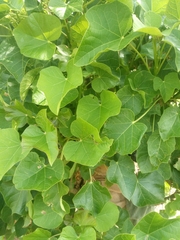 Jatropha curcas