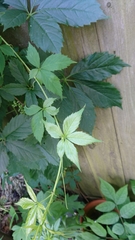 Parthenocissus quinquefolia