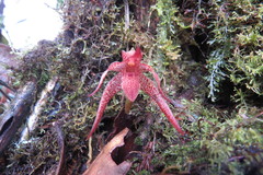 Maxillaria neophylla