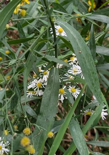 Image of Boltonia asteroides by (c) Alan Prather, some rights reserved (CC BY)