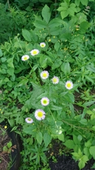 Erigeron