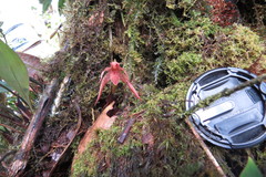 Maxillaria neophylla