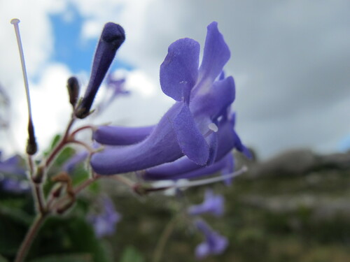 Streptocarpus hilsenbergii, photograph 6
