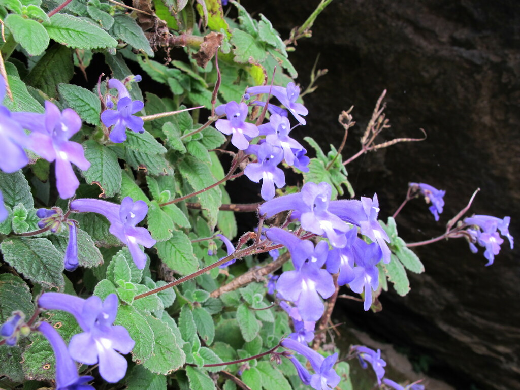 Streptocarpus hilsenbergii; photograph (c) Michael D. Pirie, some rights reserved (CC BY)