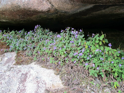 Streptocarpus hilsenbergii, photograph 5