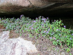 (c) Michael D. Pirie, some rights reserved (CC BY) Streptocarpus hilsenbergii, photograph (c) Michael D. Pirie, some rights reserved (CC BY)