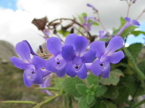 Streptocarpus hilsenbergii, photograph 4