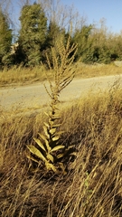 Verbascum sinaiticum