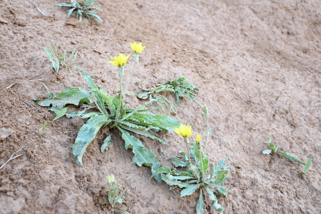Pseudopodospermum hissaricum