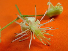 Clematis brasiliana
