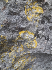 Variospora flavescens