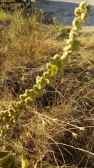 Verbascum sinaiticum