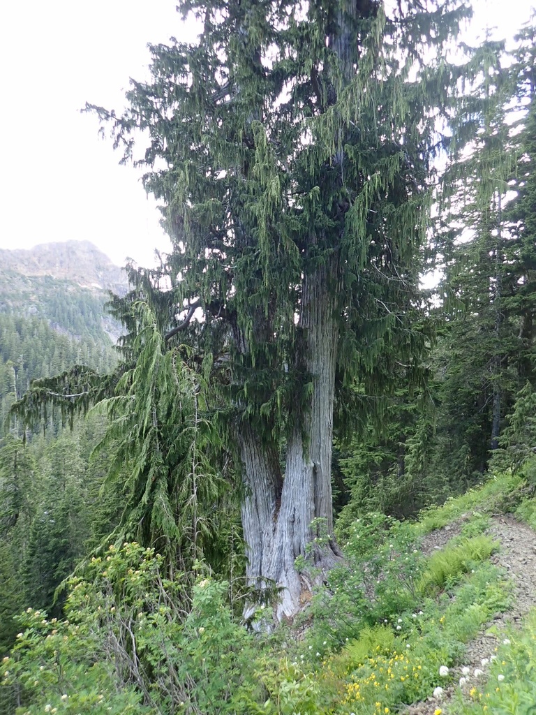 Callitropsis nootkatensis