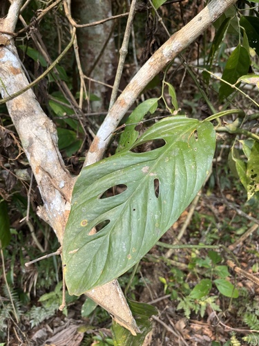 Monstera lechleriana, photograph 2