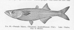 Shortfin Silverside photo 2