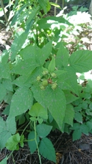 Rubus occidentalis