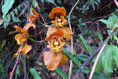Cyrtochilum