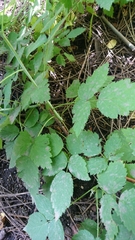 Rubus occidentalis