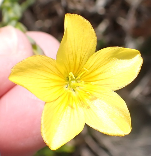 Image of Linum aethiopicum by (c) Nicola van Berkel, some rights reserved (CC BY-SA)