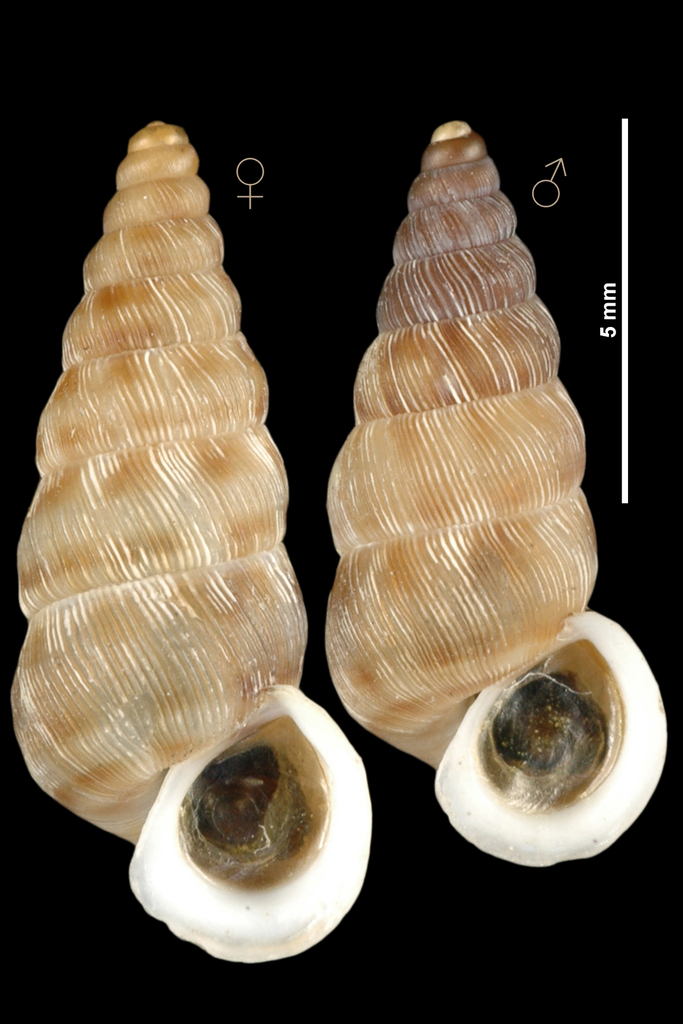 Obscurella partioti