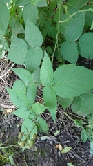 Rubus occidentalis
