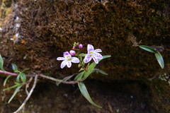 Epidendrum fimbriatum