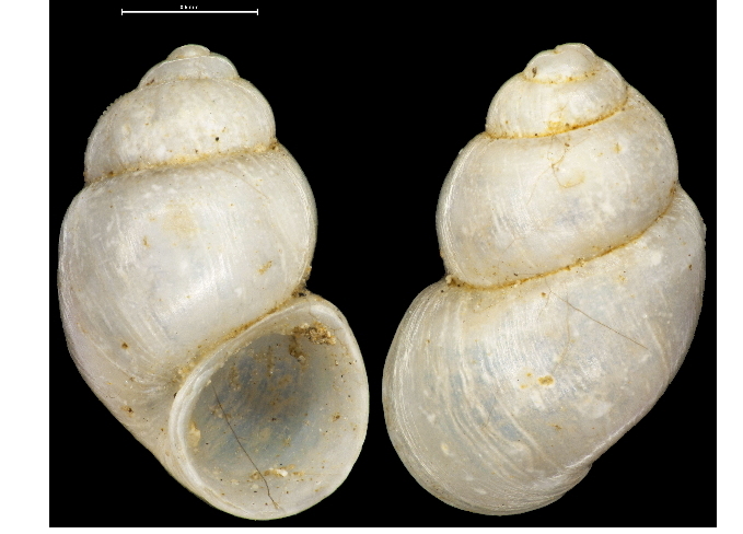 Alzoniella