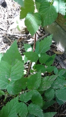 Rubus occidentalis