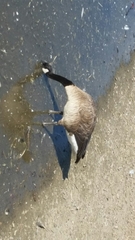 Branta canadensis