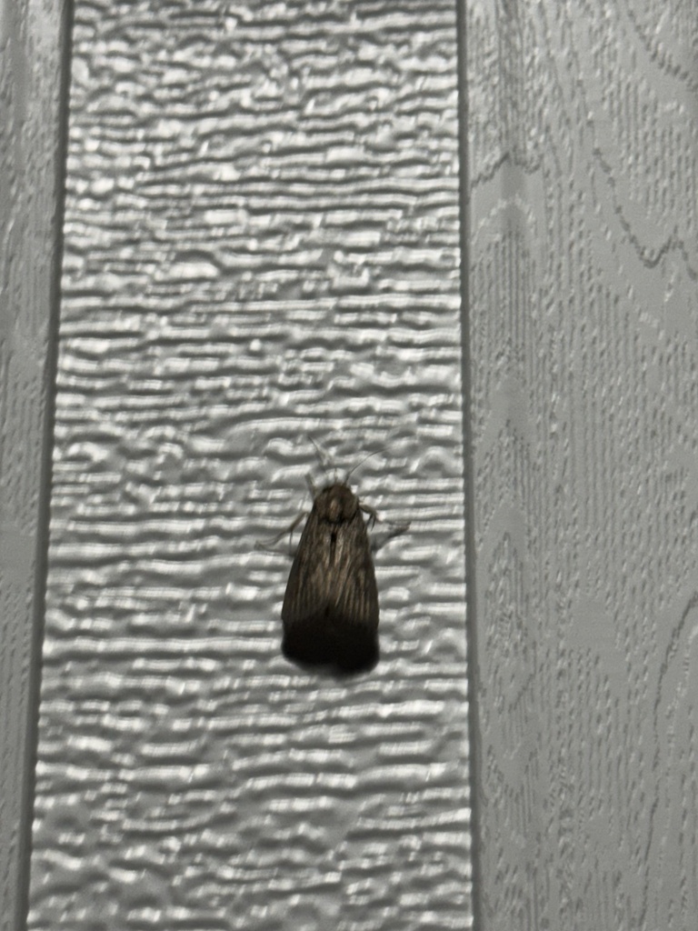Streaked Dagger from Old Cherry Point Rd, New Bern, NC, US on September ...
