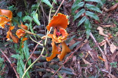 Cyrtochilum