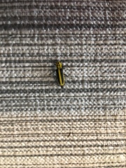 Saperda puncticollis