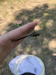 Somatochlora elongata