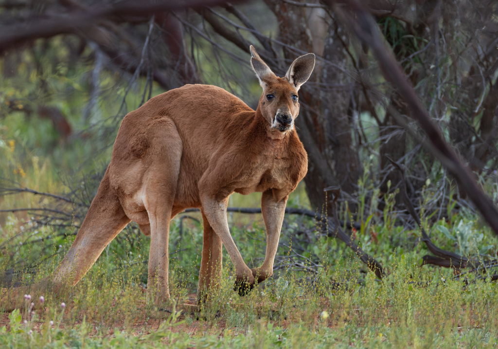 Wallaroos