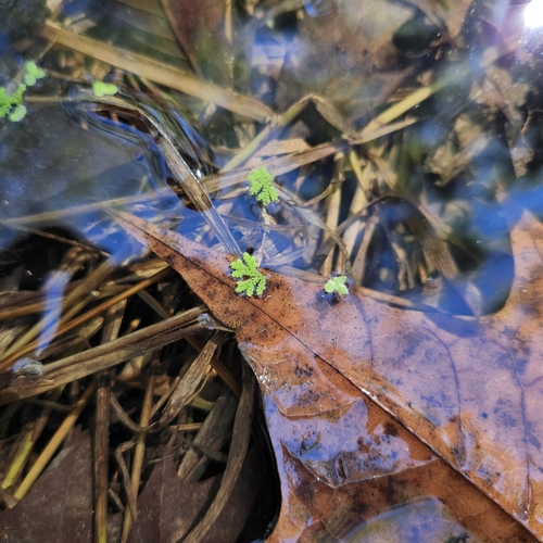 Image of Carolina Mosquitofern (Azolla caroliniana) by no rights reserved