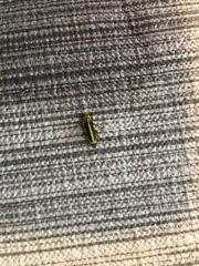 Saperda puncticollis