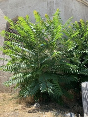 Ailanthus altissima