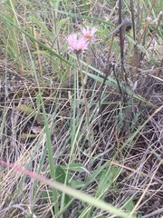 Erigeron glabellus pubescens