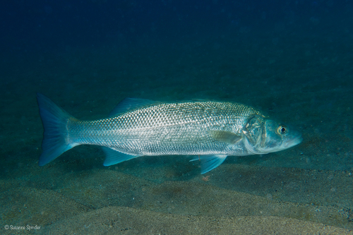 European Seabass