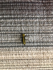 Saperda puncticollis