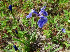 Iris hookeri
