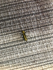 Saperda puncticollis