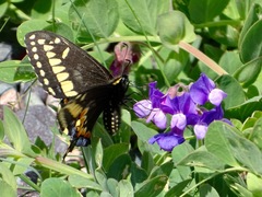 Papilio brevicauda