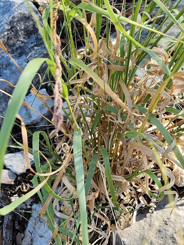 Image of Panicum hallii by (c) Jo Roberts, some rights reserved (CC BY)