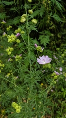 Malva moschata