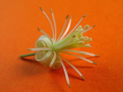 Clematis brasiliana